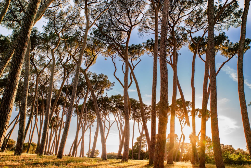 Trees of Pamphilj