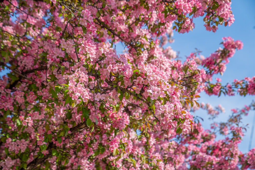 Pink Blooms in Toronto