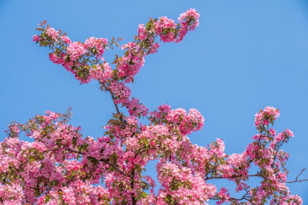 Entangled Blooms in Toronto