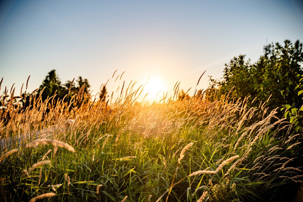 Sunset in the Tall Grass of Alberta