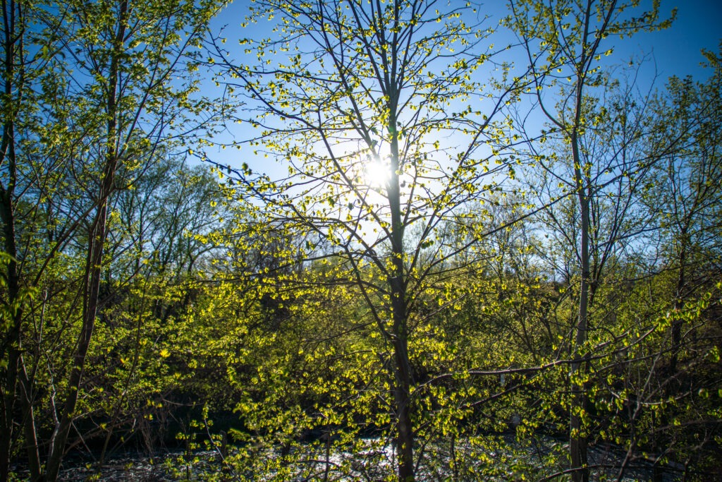 Nature in the City