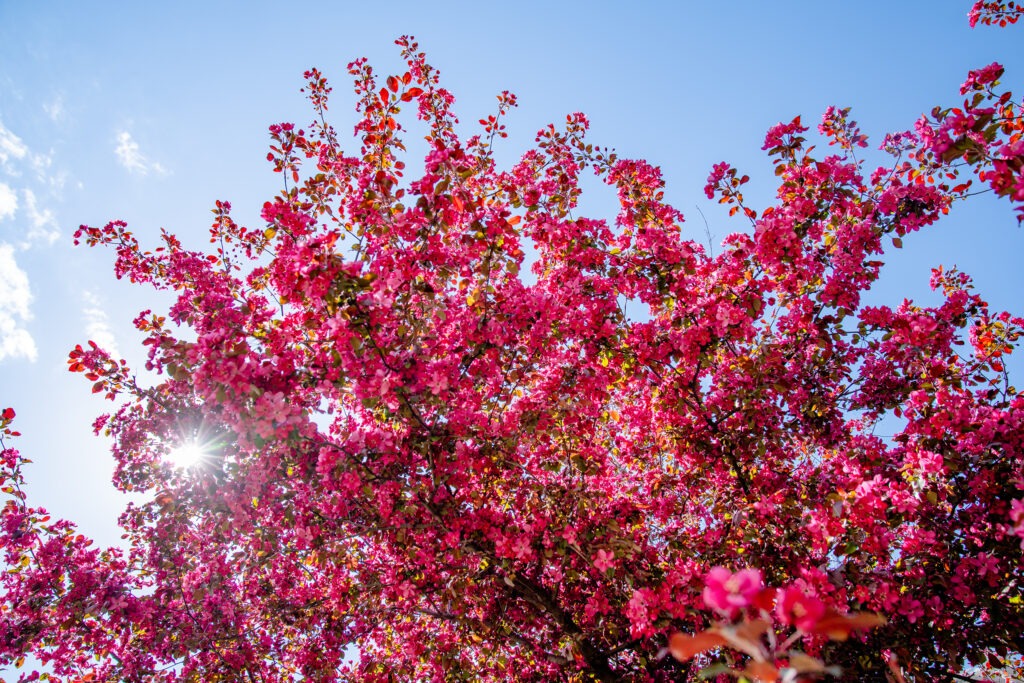 Sunkissed Flowers in Toronto