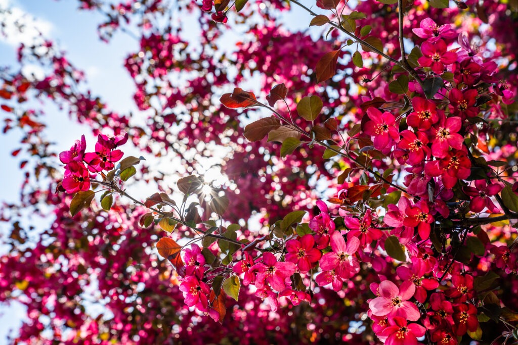 Peak Pink in Toronto