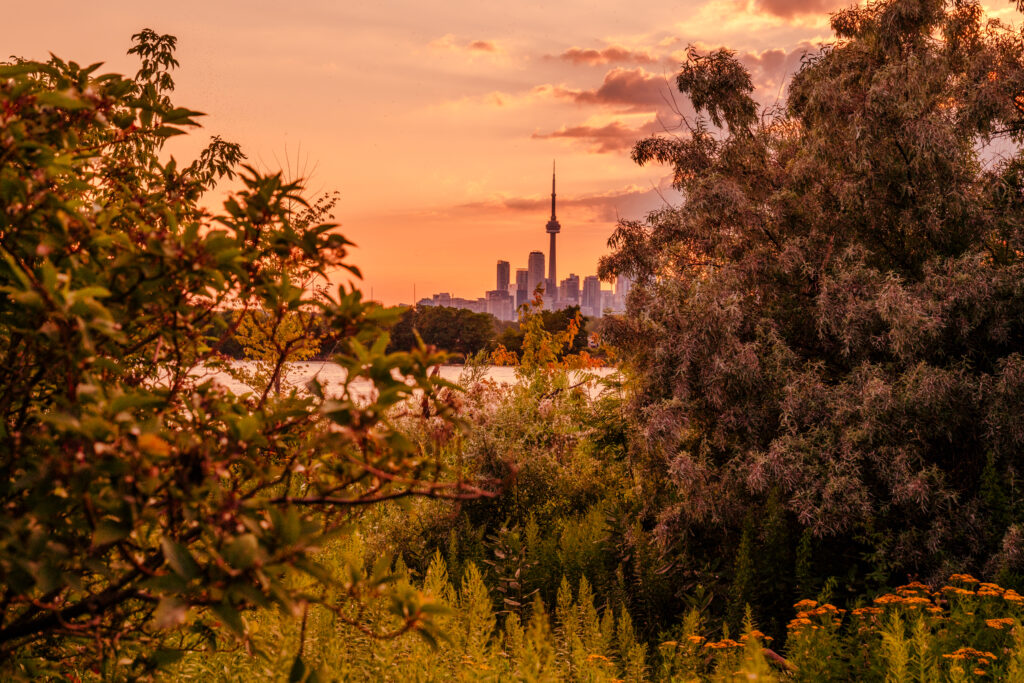 Urban Jungle