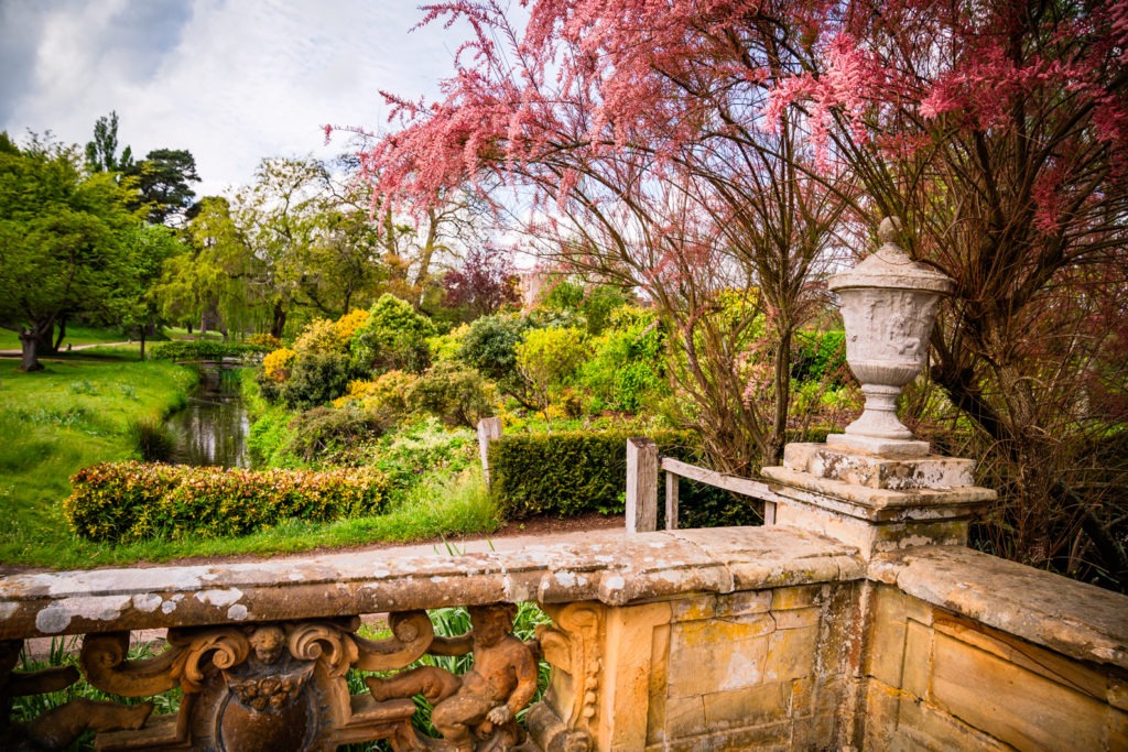 Pink Dreams of Hever