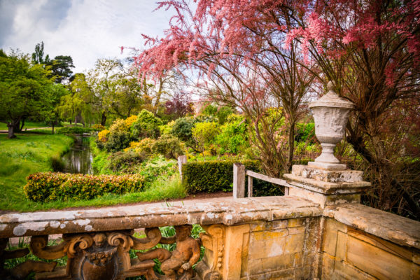 Pink Dreams of Hever