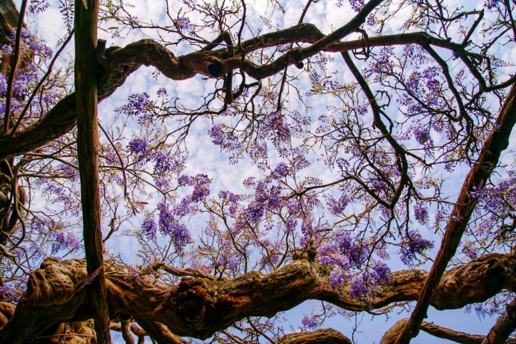 Lilacs in the Sky at Hever Gardens