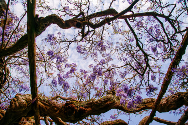 Lilacs in the Sky at Hever Gardens