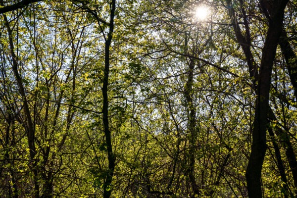 Sunny Thicket by the River