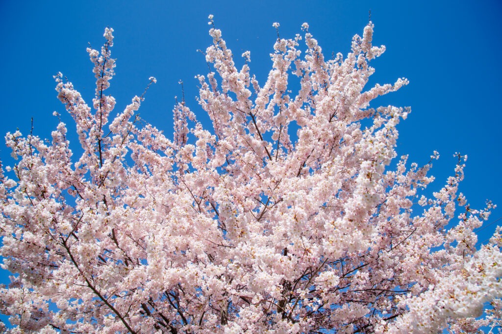 Cherry Blossom Blues