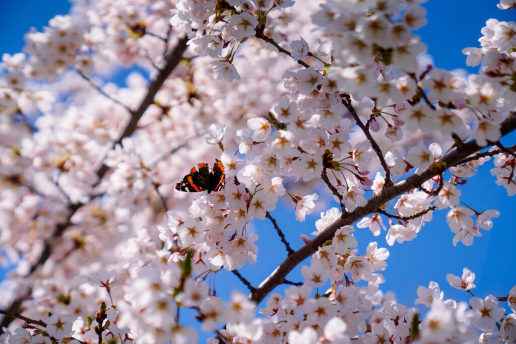 Cherry Blossoms & Butterflies