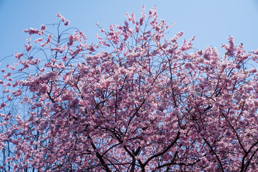 Pink Blossoms on Blue Sky