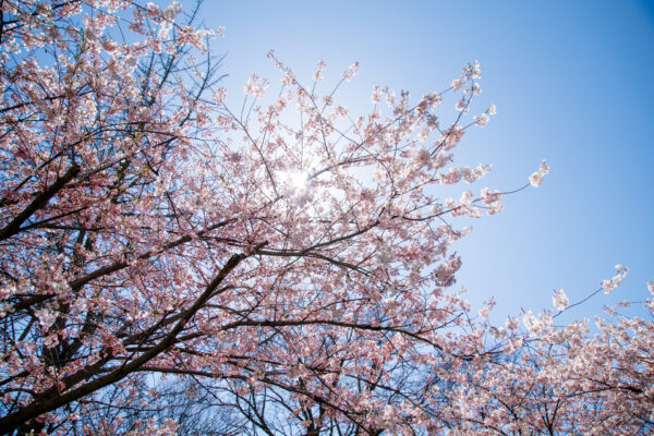 Sunny Cherry Blossom Blooms