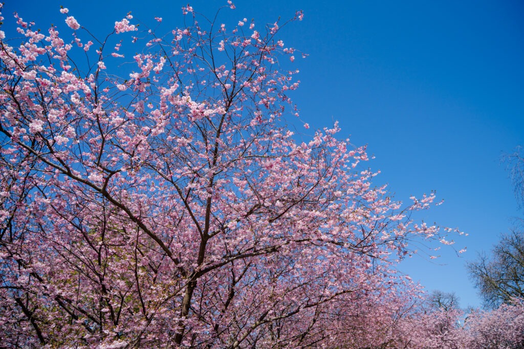 Cherry Blossoms on Blue