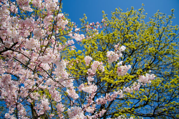 Cherry Blossom Sprouts