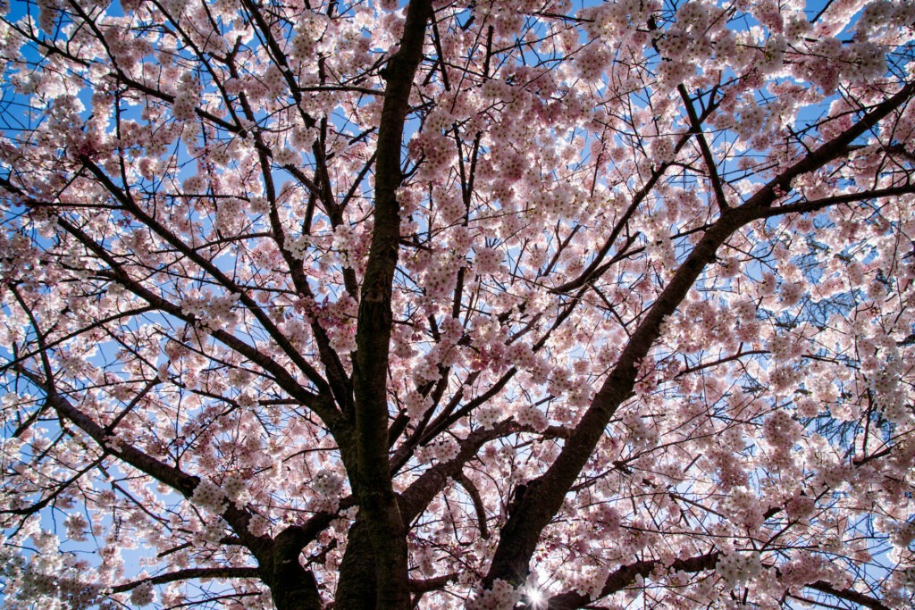 Cherry Blossoms & Bark