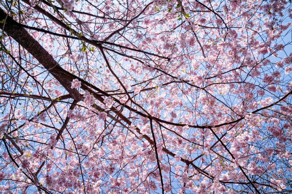 Blossoms in Bloom