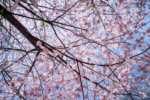 Blossoms in Bloom