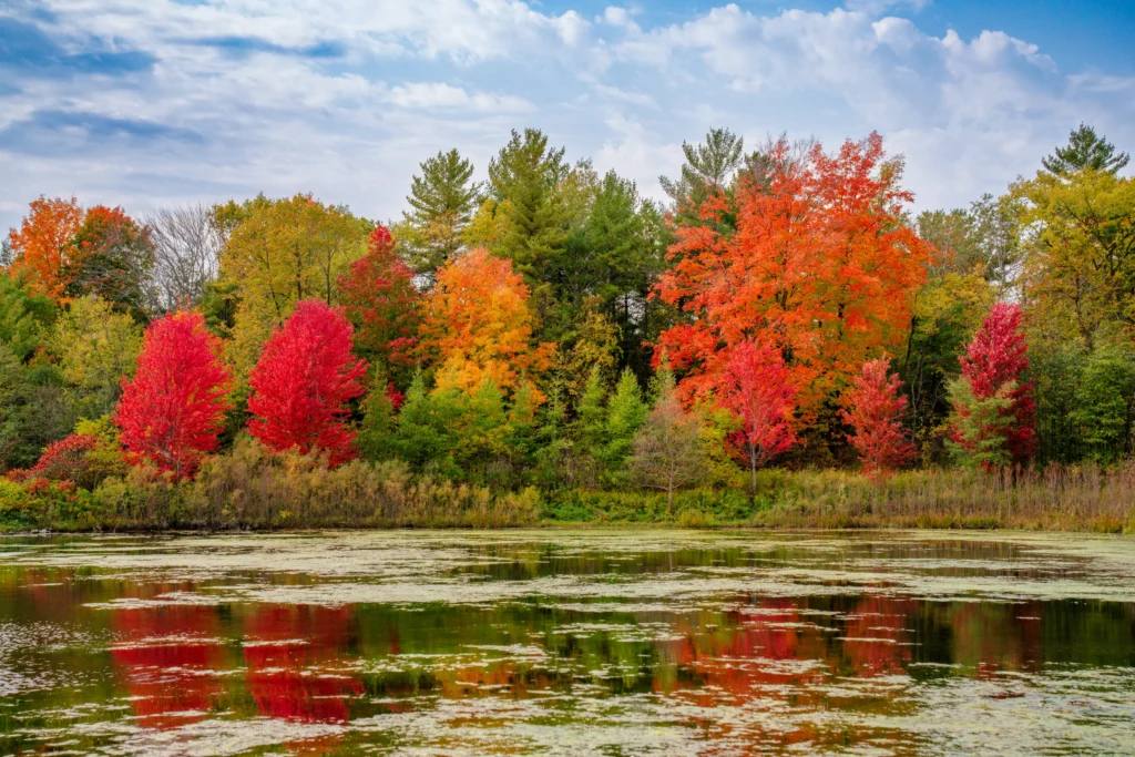 Reflections of Fall