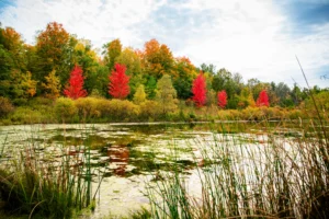 The Red Trees Across the Pond