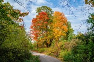 A Shock of Autumn on the Path