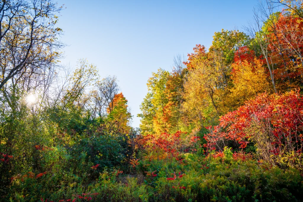 The Late Autumn Sun