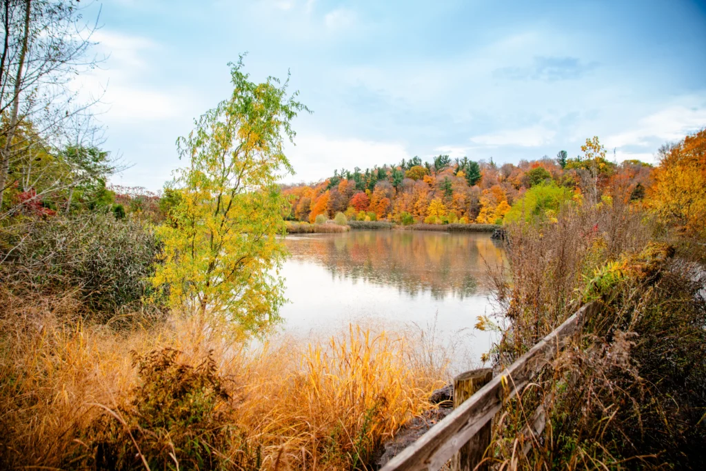 The Changing Leaves of Autumn