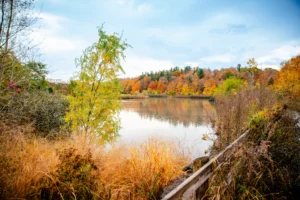 The Changing Leaves of Autumn