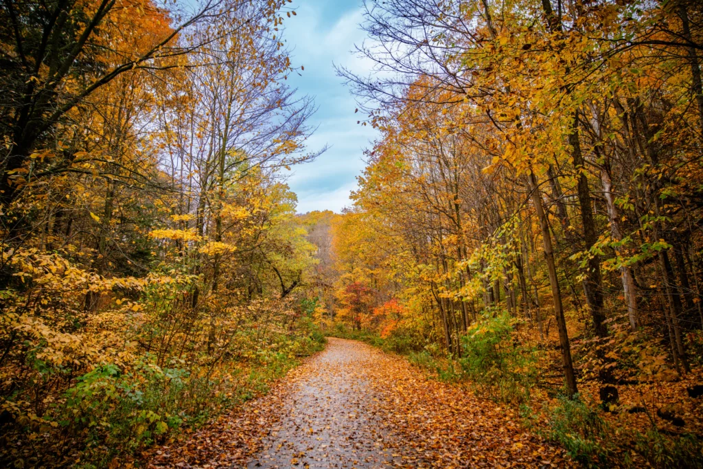 The Fall Trail