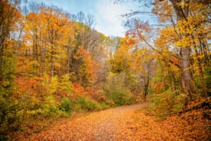 Fallen Leaves on the Path