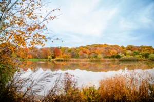 Blue Skies over Fall Foliage