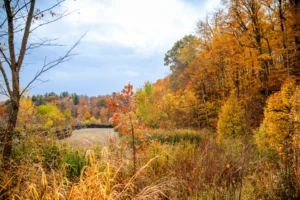 Autumn by the Pond